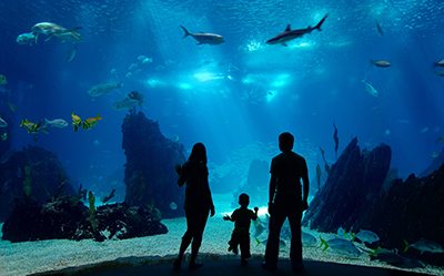 Family watching an underwater tank with corals and fish Family watching an underwater tank