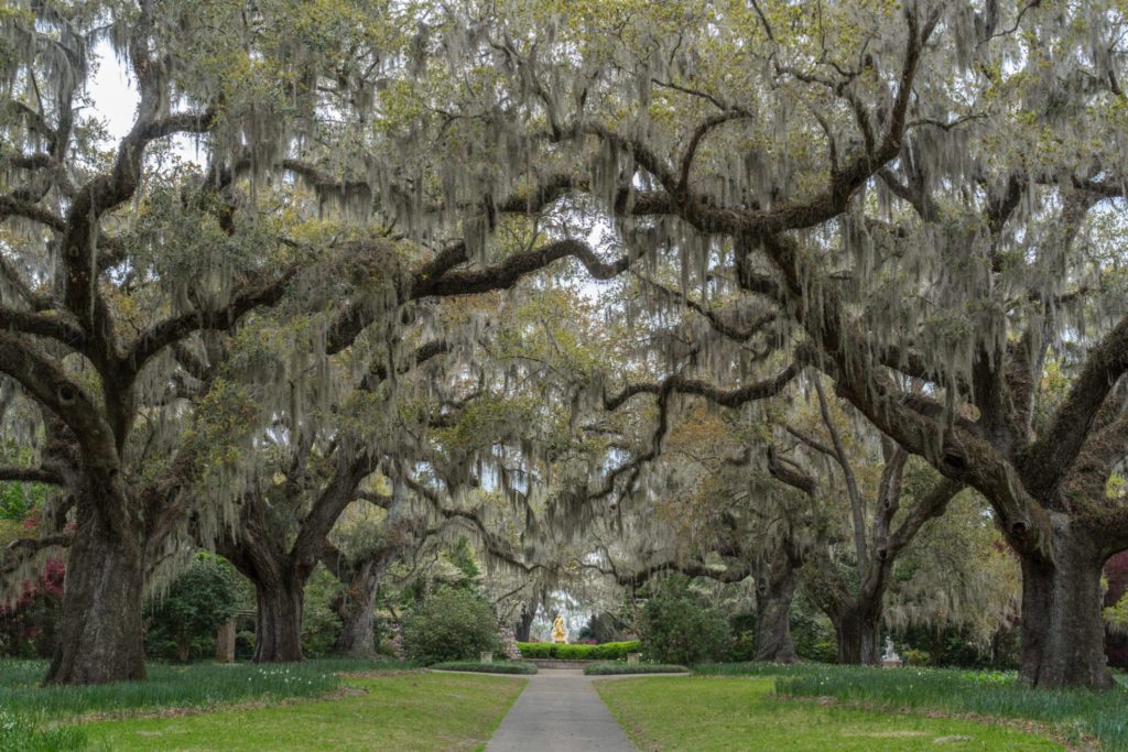 Beautiful live oaks at Brookgreen Gardens, one of the Myrtle Beach attractions open year round.