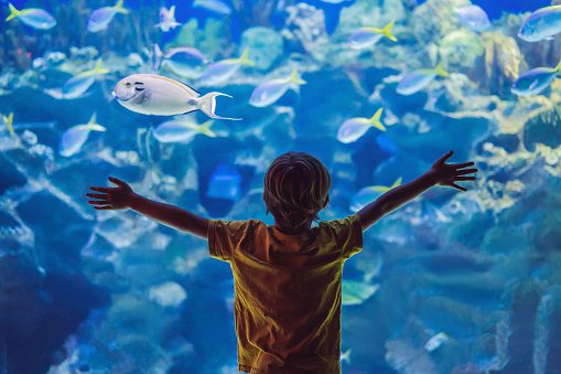 Child enjoying underwater life in Aquarium