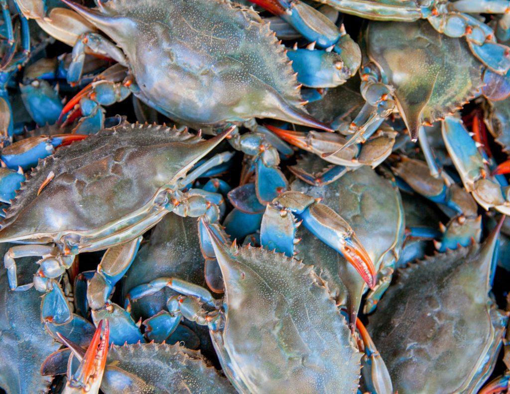 Blue crabs