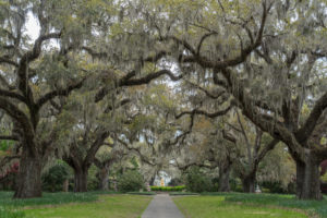 Beautiful live oaks at Brookgreen Gardens, one of the Myrtle Beach attractions open year round.