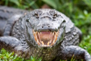 Crocodile at Alligator adventures in myrtle beach